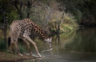 Giraffe in the wild
