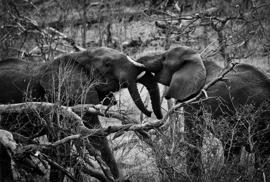 Fighting Elephants Black and White