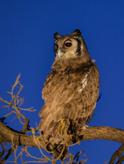 Giant Eagle Owl