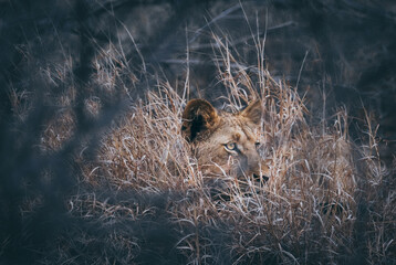 Fototapeta na wymiar Lion in the grass