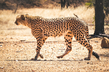 Male Cheetah