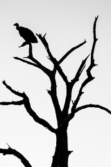 Vulture on the tree black and white