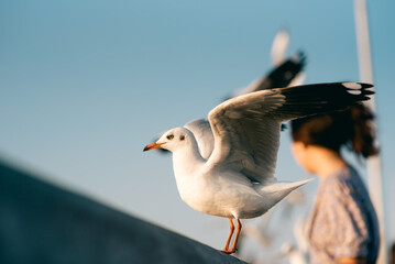 Seagulls Sky Sunset, BangPu Thailand