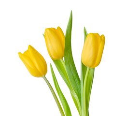 Naklejka premium Three yellow tulips isolated on a white background. Spring flowers. Spring background. Copy space