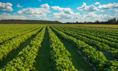 Fototapeta na wymiar Strawberries plantation on a sunny day. Landscape with green strawberry field with blue cloudy sky