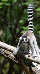 Portrait of a ring tailed lemur
