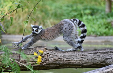A ring tailed lemur on a tree