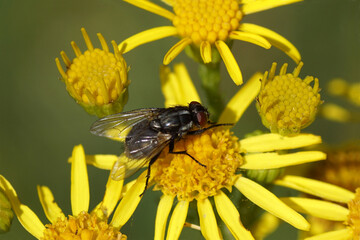 Female fly Morellia, family House flies (Muscidae) on the flowers of ragwort (Senecio jacobaea),...