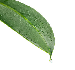 A green leaf of a plant with drops of water. A drop of water drips from the tip of the leaf....