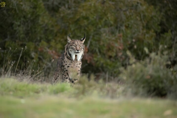 Fototapeta na wymiar Adult female Iberian lynx in a Mediterranean oak forest with the first light of dawn