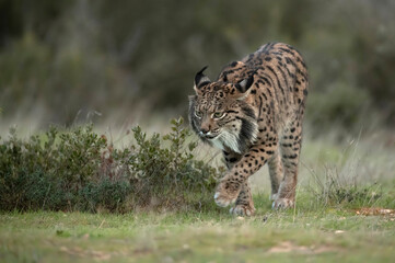 Adult female Iberian lynx in a Mediterranean oak forest with the first light of dawn © Jesus