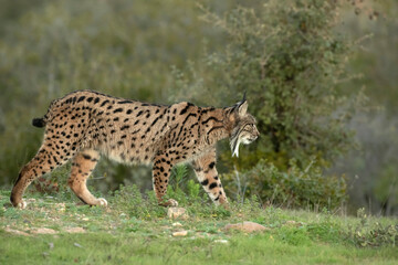 Adult female Iberian lynx in a Mediterranean oak forest with the first light of dawn