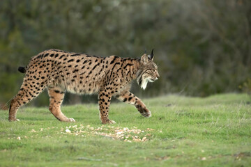 Adult male Iberian lynx in a Mediterranean oak forest with the first light of dawn