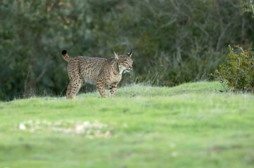 Naklejka na ściany i meble young female Iberian lynx in a Mediterranean oak forest with the first light of dawn