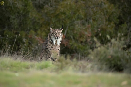 Adult female Iberian lynx in a Mediterranean oak forest with the first light of dawn