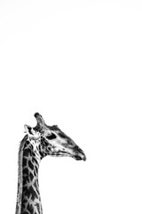 Obraz premium giraffe isolated on white