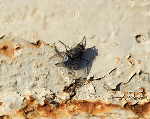 Back fly on an old flaking painted surface