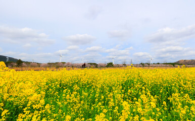 제주의 유명한 관광 명소인 유채꽃 프라자의 아름다운 봄 풍경이다