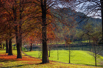 Taxodium distichum ,Bald Cypress in Yilan, Taiwan ,Asian