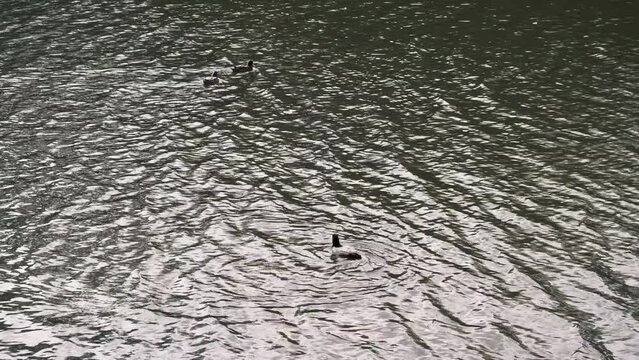 大阪城外濠で見かけた水鳥たち