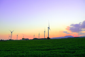 대한민국 제주도에 있는 유명한 관광 명소인 유채꽃 프라자의 겨울 풍경이다.