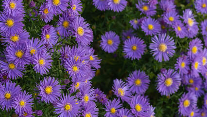 Aster flowers in the garden summer time