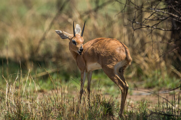 Common duiker licking its shoulder