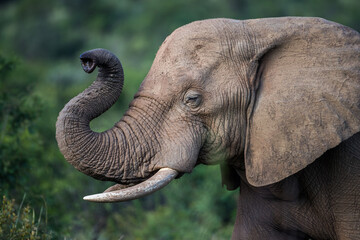 African Elephant raises its trunk