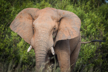 Fototapeta na wymiar African elephant in the bush