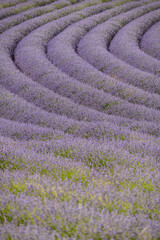 CAMPO DE LAVANDA EN FLOR EN ADEMUZ. VALENCIA. ESPAÑA