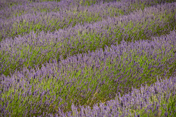 CAMPO DE LAVANDA EN FLOR EN ADEMUZ. VALENCIA. ESPA&Ntilde;A
