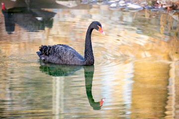 A black swan swims on a lake in Nelson Lakes National Park, New Zealand