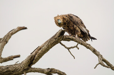 A curious Juvenile Bateleur at the Kruger National Park in South Africa