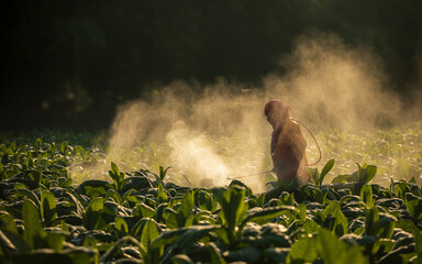 Farmer working in the field and spraying chemical or fertilizer to young tobacco without using...