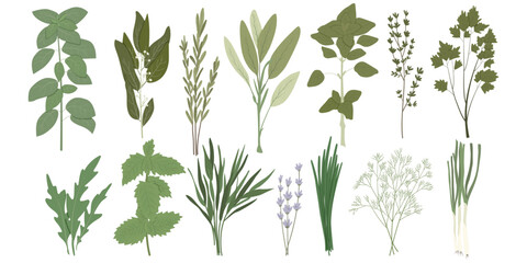 Vector set of culinary herbs: basil, bay leaf, rosemary, thyme, oregano, chives, mint, parsley, dill, onion, and other. Stylish flat illustration with textures. Botanical garden herbs illustration.