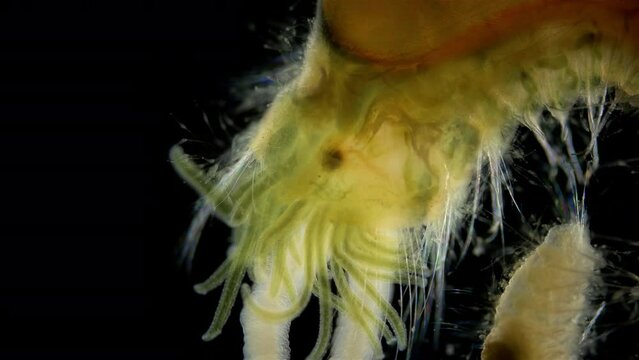 Worm Polychaeta family Terebellidae under a microscope, phylum Annelida. White Sea