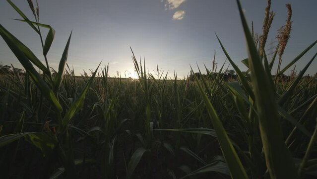 Sunset over a corn field, Germany 2022