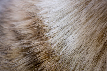 Beautiful spotted fur close-up. Texture of brown animal wool. Dog fur.