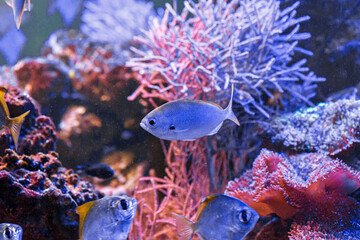 macro photography underwater monodactylus argenteus