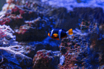 Naklejka na ściany i meble macro photography underwater Amphiprion clarkii, Yellowtail clownfish