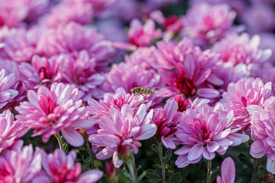 beautiful chrysanthemum flower bushes pink colors © Minakryn Ruslan 