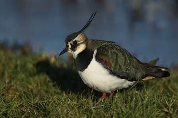 A Lapwing, Vanellus vanellus, feeding in a meadow at the edge of water in winter.