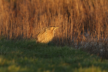 A rare hunting Bittern, Botaurus stellaris, standing at the edge of reeds growing at the side of a...
