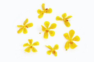 Yellow orchid flowers isolated on white background