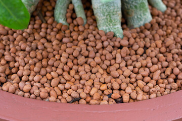 Adenium obesum (Forssk) in pot with weight expanded clay aggregate