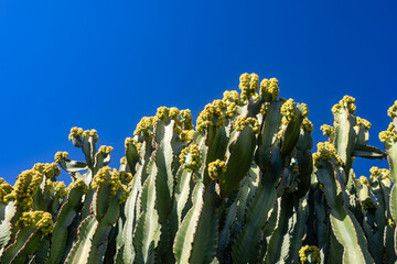 Flowers of Canary island spurge pollinated by bees on blue sky