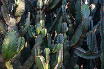Mostly blurred closeup of Canary island spurge trunks. Euphorbia canariensis