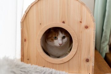 木の小屋に入ってくつろぐ猫　茶トラ白