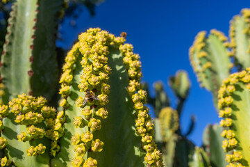 Closeup of bee pollinating yellow flowers of Canary island spurge on blue sky