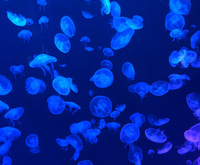 Many jellyfish swimming underwater